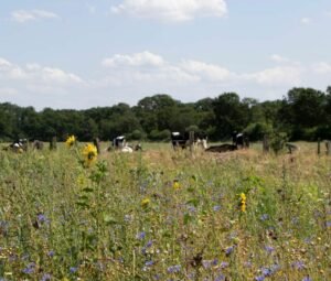 CropX and BoerenNatuur help Dutch farmers protect biodiversity